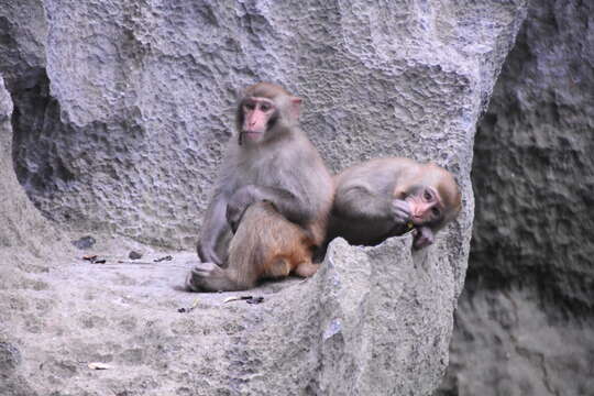 Image of Rhesus Monkey