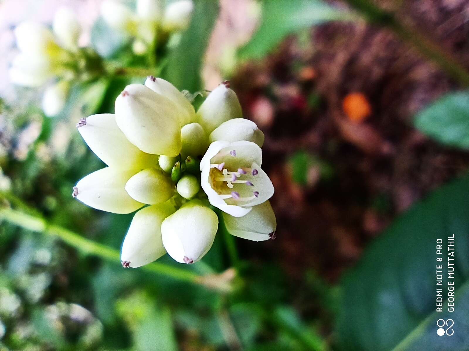 清飯藤的圖片