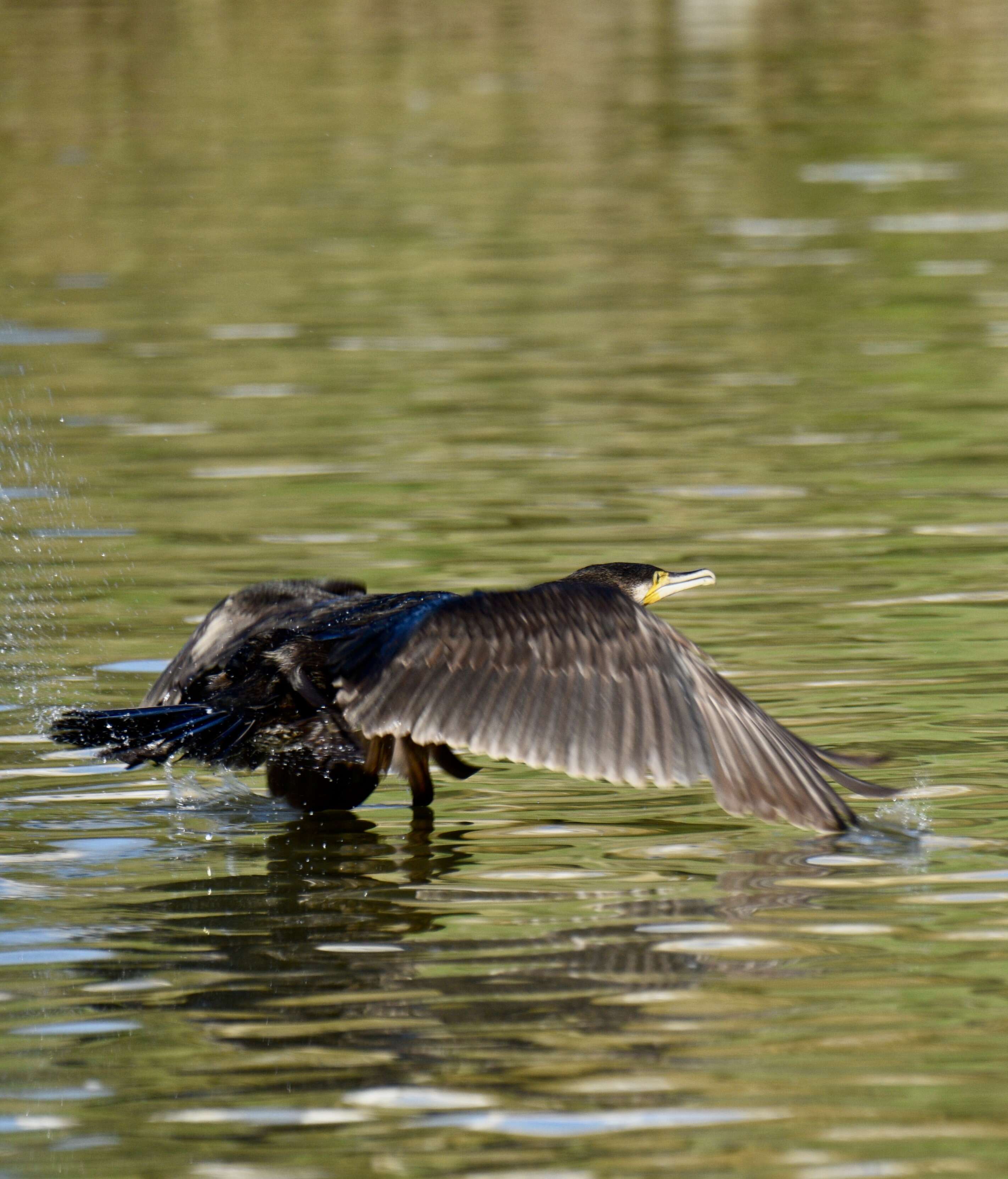 Image of Black Shag