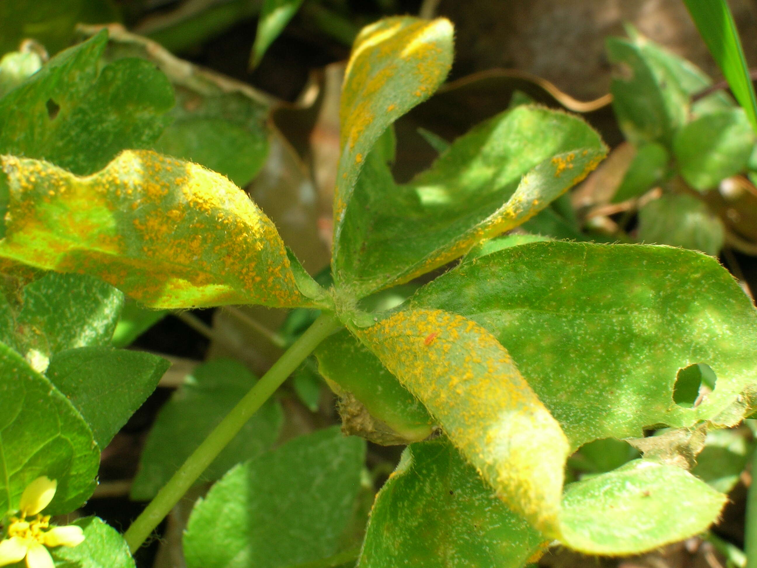 Image de Puccinia oxalidis Dietel & Ellis 1895