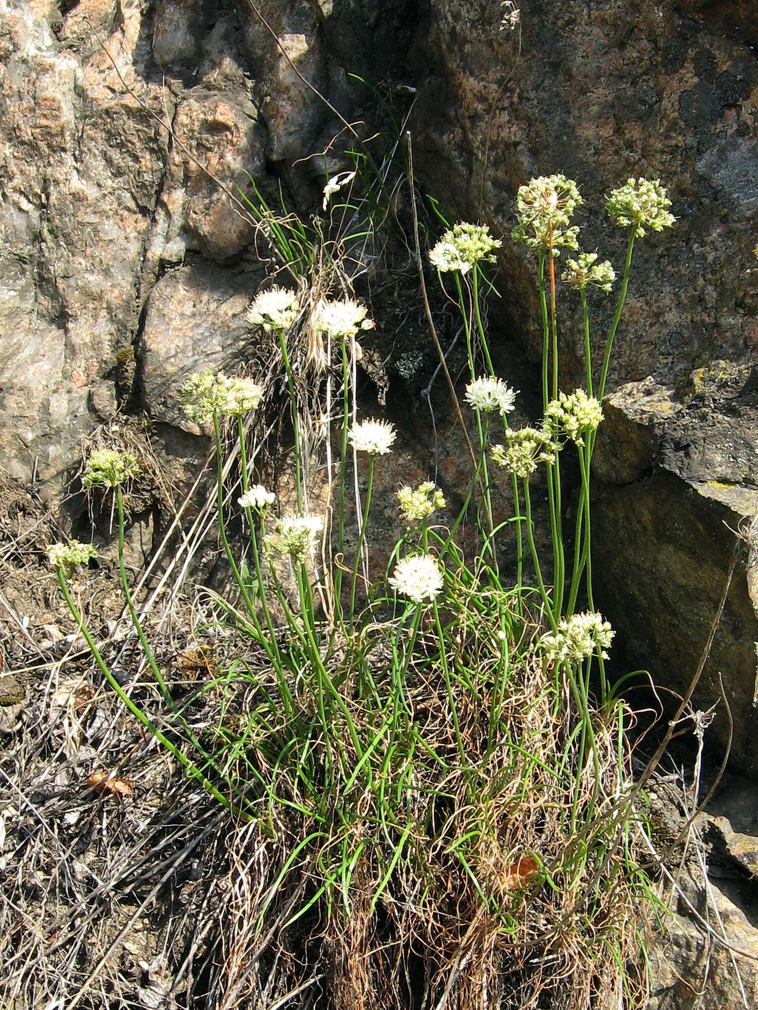 Image of Allium flavescens Besser