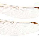 Image of Antipodogomphus hodgkini Watson 1969