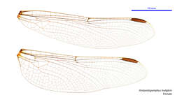 Image of Antipodogomphus hodgkini Watson 1969