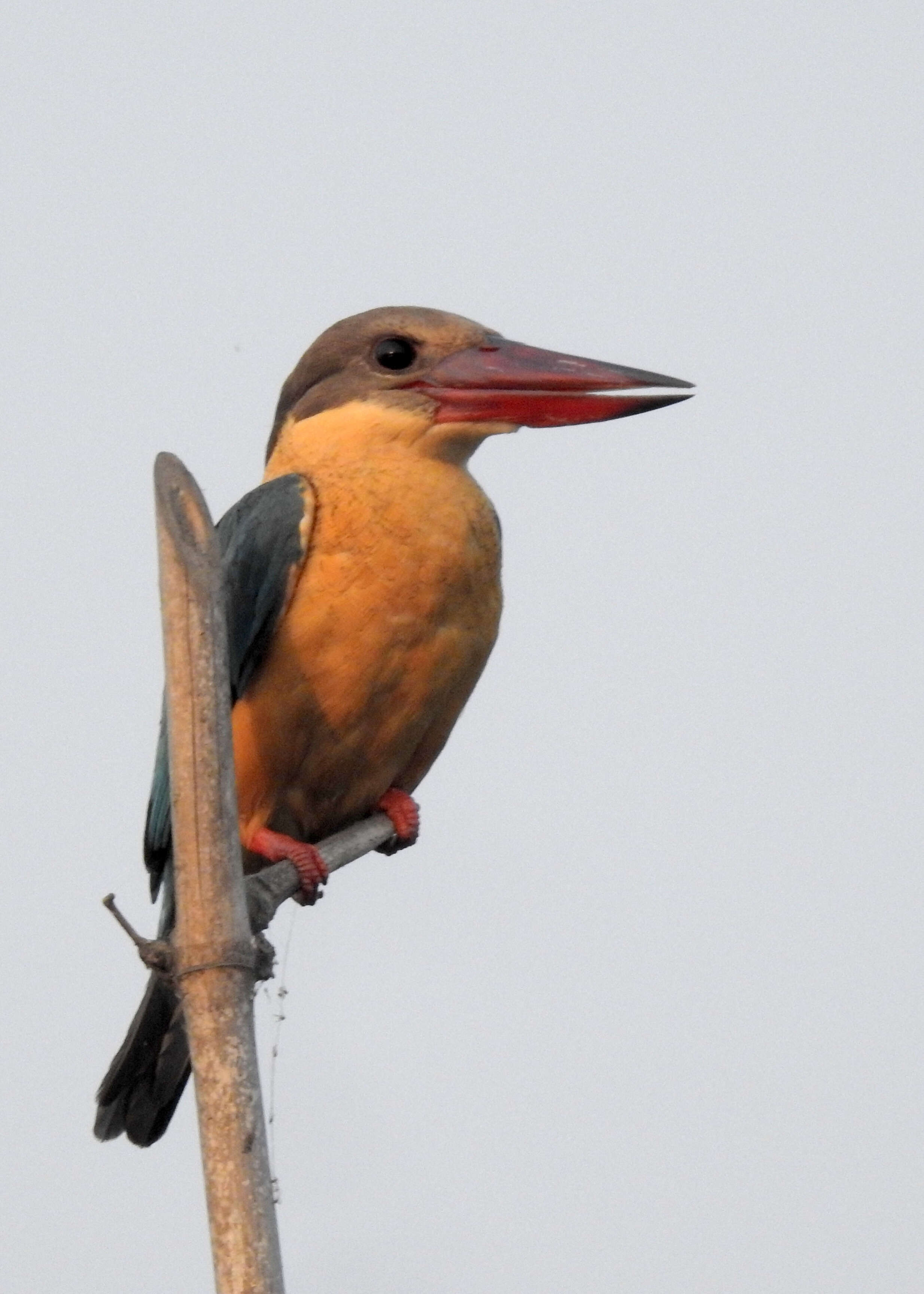 Image of Stork-billed Kingfisher