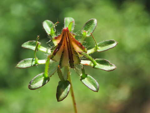 Image of Prickly hibiscus creeper