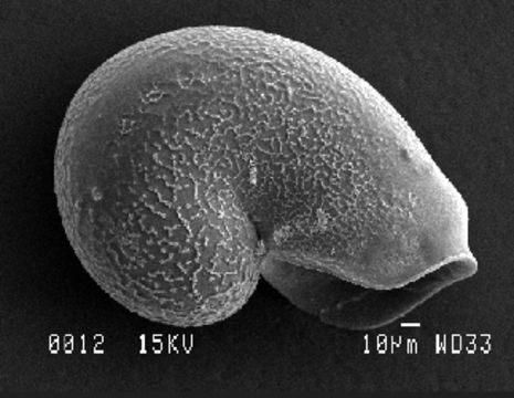 Melanodrymiidae Salvini-Plawen & Steiner 1995的圖片