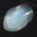 Image of Rhynchopelta concentrica McLean 1989