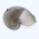 Image of Melanodrymia aurantiaca Hickman 1984