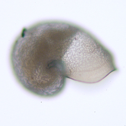 Image of Melanodrymiidae Salvini-Plawen & Steiner 1995