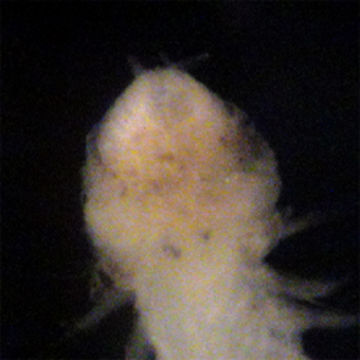 Glyceridae resmi