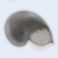 Sivun Melanodrymia galeronae Warén & Bouchet 2001 kuva