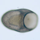 Image of Eulepetopsis vitrea McLean 1990