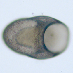 Image of Eulepetopsis McLean 1990