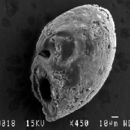 Image of Echinopelta fistulosa McLean 1989