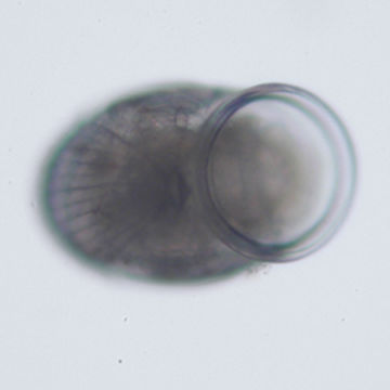 Image of Peltospira McLean 1989