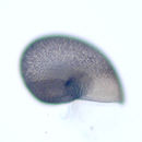 Image of <i>Lepetodrilus-like protoconchs</i>