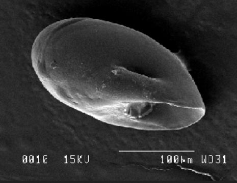 Image of Eulepetopsis McLean 1990