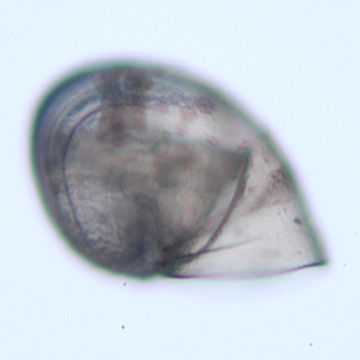 Image of Neomphalina