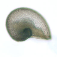 Image of Clypeosectus McLean 1989