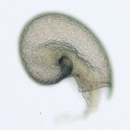 Image of Gorgoleptis spiralis McLean 1988