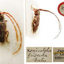 Xenicotela pardalina (Bates 1884)的圖片