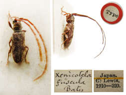 Image of Xenicotela pardalina (Bates 1884)