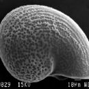 Image of Clypeosectus delectus McLean 1989