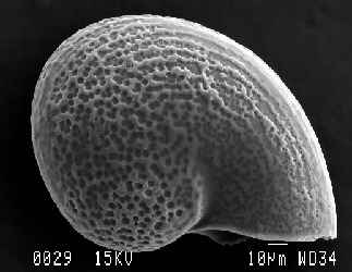 Image of Clypeosectus McLean 1989