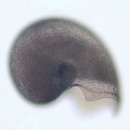 Image of Lepetodriloidea McLean 1988
