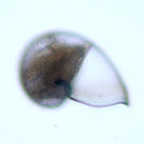 Image of <i>Neomphalus fretterae</i> Mc Lean 1981
