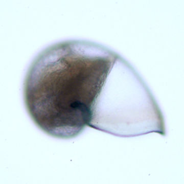 Image of Neomphalidae McLean 1981