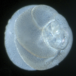 Image of Tretomphalus Möbius 1880