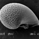 Image de Cyathermia naticoides Warén & Bouchet 1989