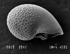 Sivun Cyathermia Warén & Bouchet 1989 kuva