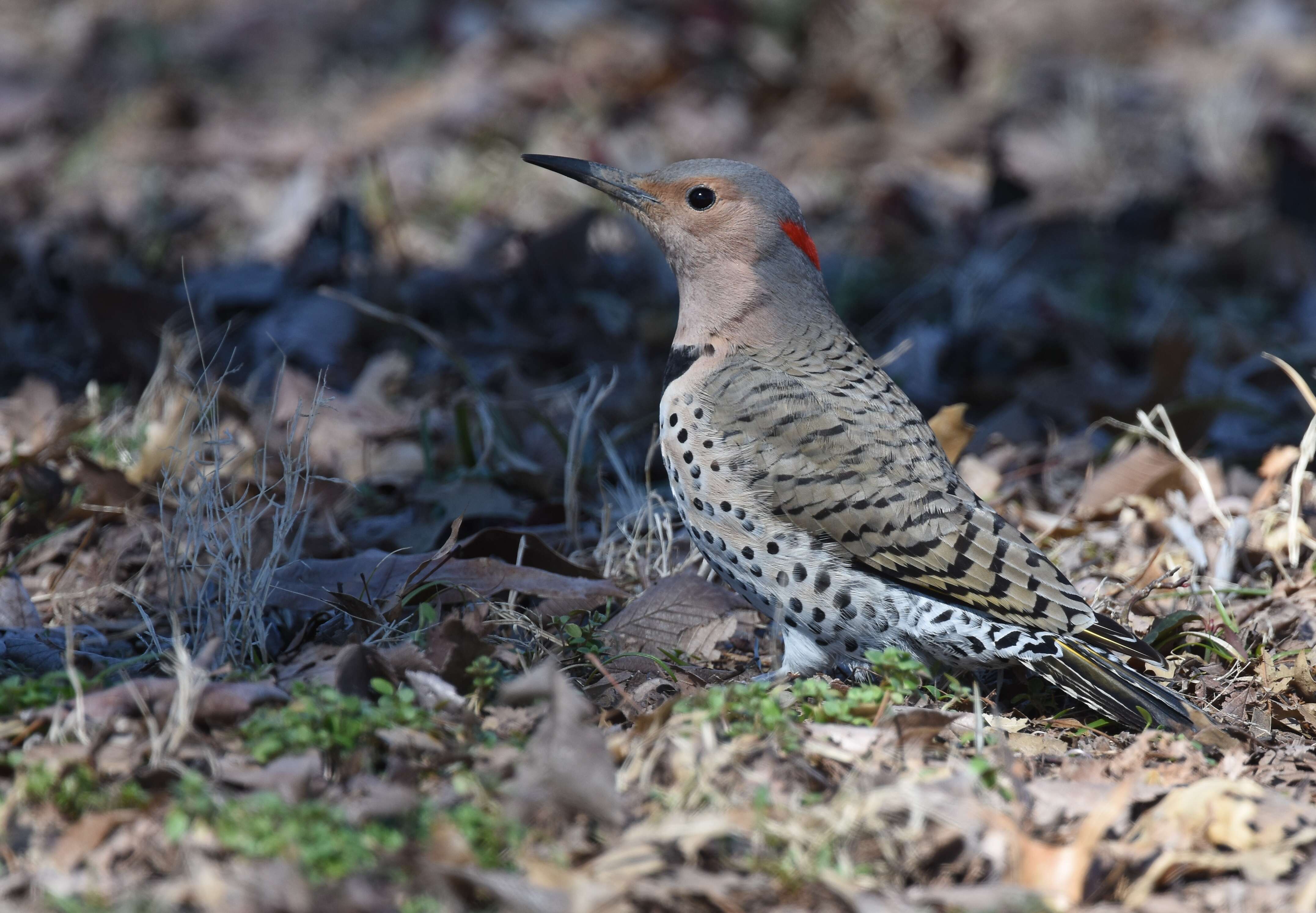 Image of Northern Flicker