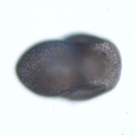 Eulepetopsis McLean 1990 resmi