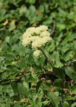 Image of sulphur-flower buckwheat