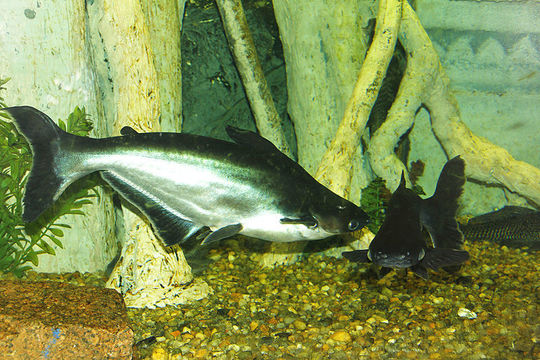 Image of Catfish