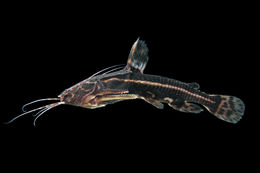 Image of Acanthodoras