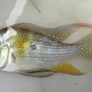 Image of Threadfin acara