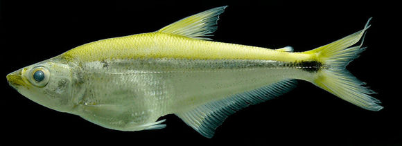 Image of Acestrocephalus boehlkei Menezes 1977