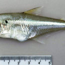 Image of Acestrocephalus sardina (Fowler 1913)