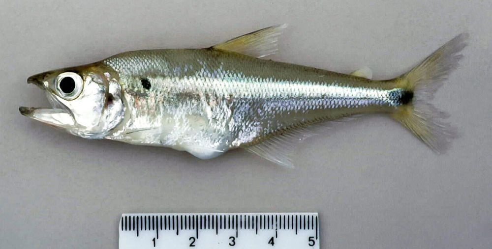 Image of Acestrocephalus sardina (Fowler 1913)