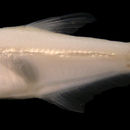 Image de Acestrocephalus pallidus Menezes 2006