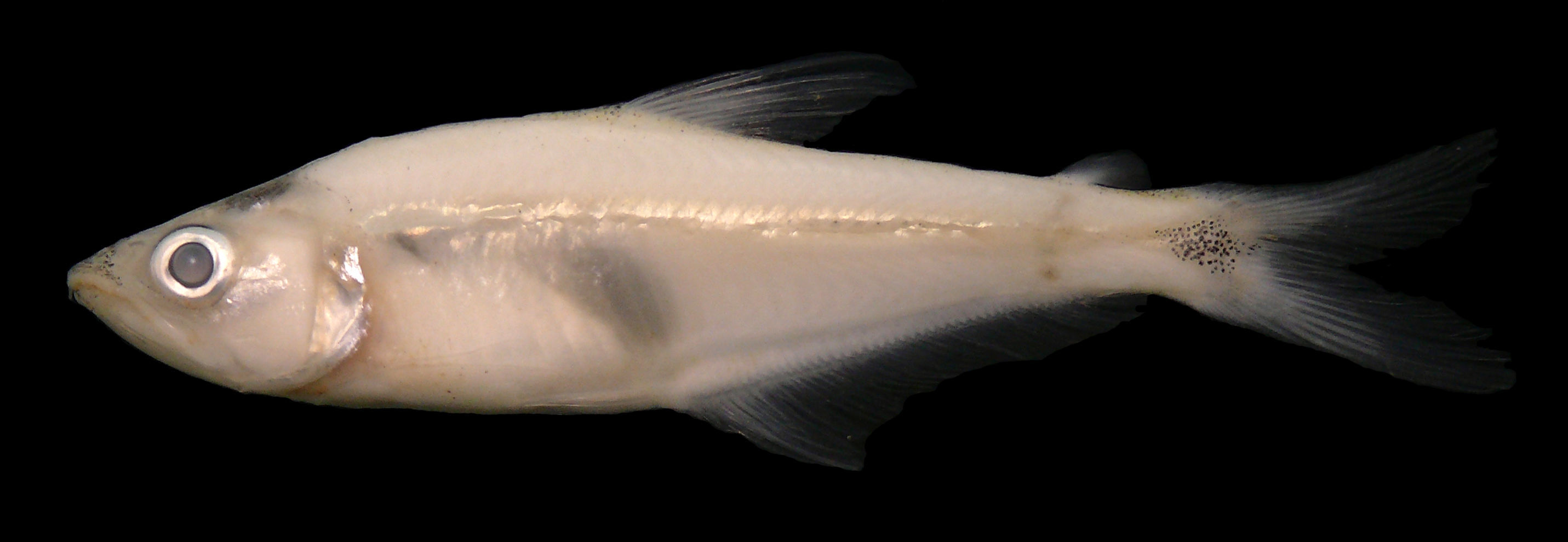 Image of Acestrocephalus pallidus Menezes 2006