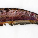 Image of Adontosternarchus balaenops (Cope 1878)