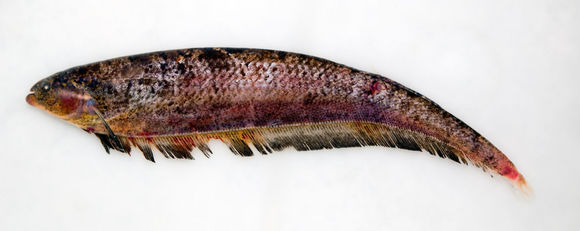 Image of Adontosternarchus balaenops (Cope 1878)