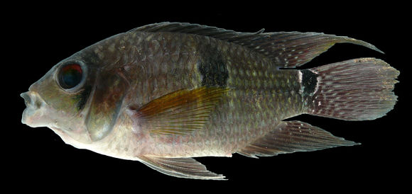 Image of Saddle cichlid