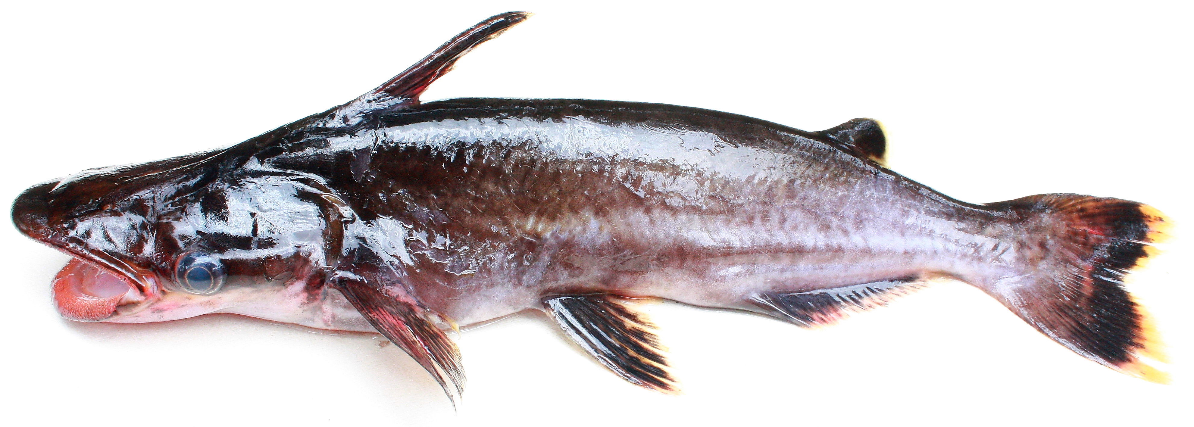 Image of Catfish