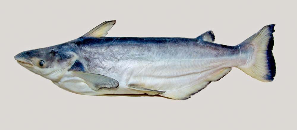 Image of Catfish